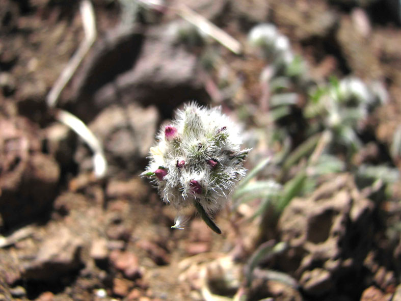 montiopsis